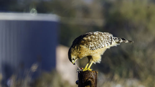 Red shluldered hawk , dining on a rodent 