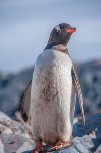 Close-up of penguin on beach