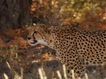 Cheetah in savannah, close-up, animals and wildlife