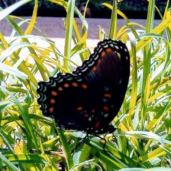 Close-up of butterfly on plant