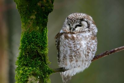 Close-up of owl perching on tree