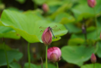 Dragonfly resting on lotus buds