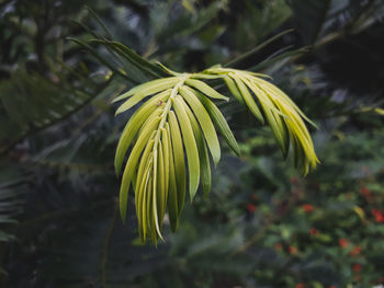 Close-up of green leaves on plant