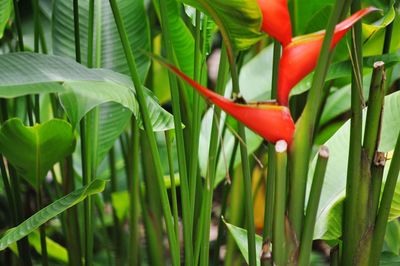 Close-up of green leaves