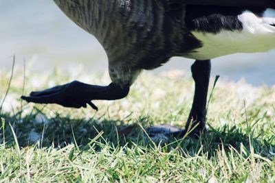 Close-up of bird flying over field