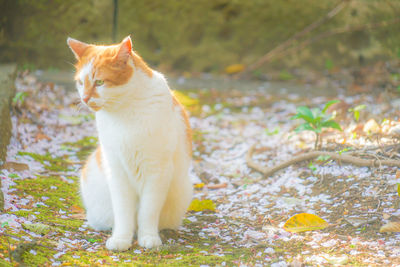 Cat sitting on a field