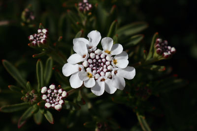 Close-up of white flowering plant