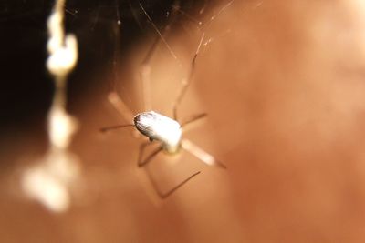 Close-up of spider