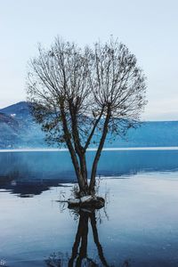 Bare tree by lake against sky during winter