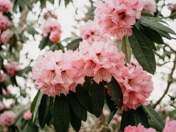 Close-up of pink flowering plant