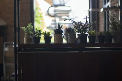 Potted plants on table by window