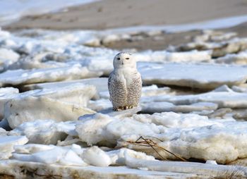 Owl at frozen lake