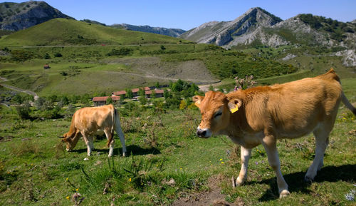 Cows on grassy field during sunny day