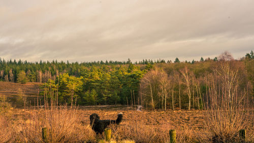 View of an animal on landscape