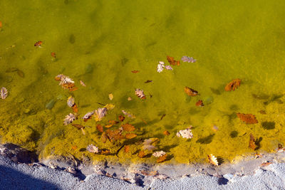 Leaf floating on toxic waste water in abandoned open pit mine lake, abstract natural background