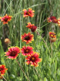 Close-up of coneflowers blooming outdoors