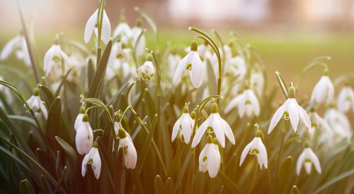 Snowdrop flowers blooming in winter and spring, sunlight shinning through the blossoms and leaves
