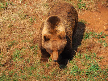 High angle view of rabbit on field