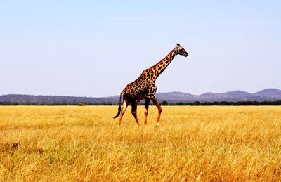 Giraffe on grassy field