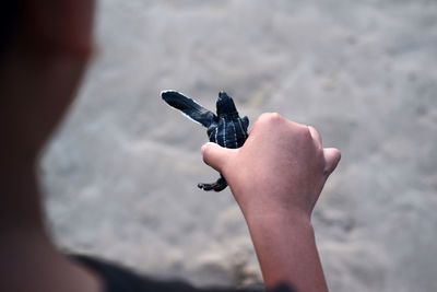 Release of baby sea turtles