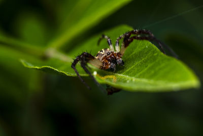 Close-up of spider on leaf