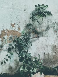 Close-up of plants against wall