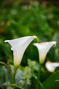 Close-up of calla lily blooming outdoors
