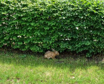 View of lizard on field