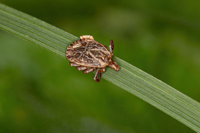 Close-up of spider on leaf