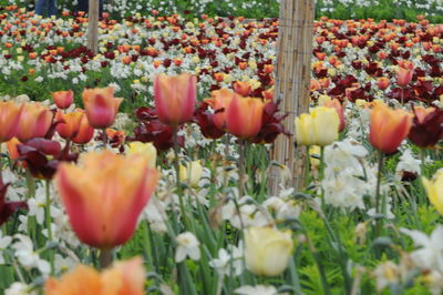 Close-up of tulips