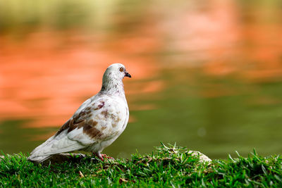 Close-up of bird on grassy lakeshore