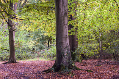 Trees growing in forest