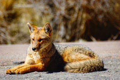 Side view of a relaxed red fox