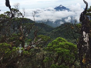 Scenic view of forest against sky