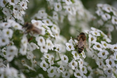 Close-up of bee on white flowers
