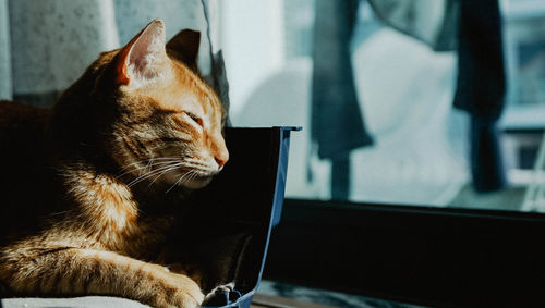 Cat looking through window