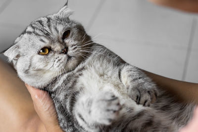 High angle view of cat with hand