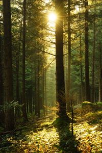 Trees in forest