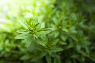 Close-up of plant growing outdoors