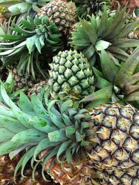 Full frame shot of fruit growing on tree