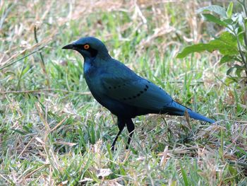 Close-up of bird perching on field