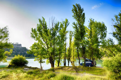 Trees by plants against sky