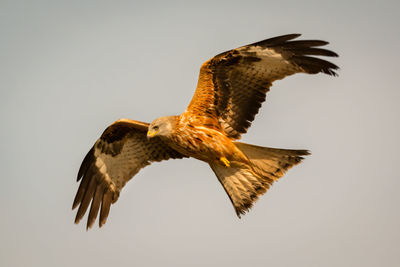 Low angle view of eagle flying