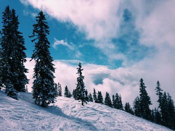 Trees on snow covered landscape against sky