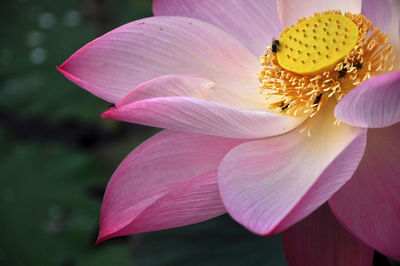 Close-up of pink flower blooming outdoors