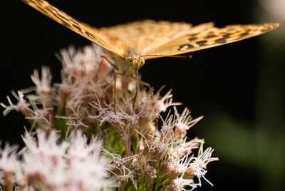 Close-up of insect on grass