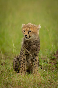 View of a cat on field