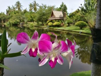 Close-up of pink lotus water lily