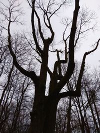 Low angle view of silhouette bare trees against sky