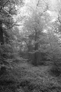 Trees in forest